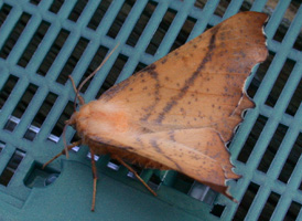 Maple Thorn